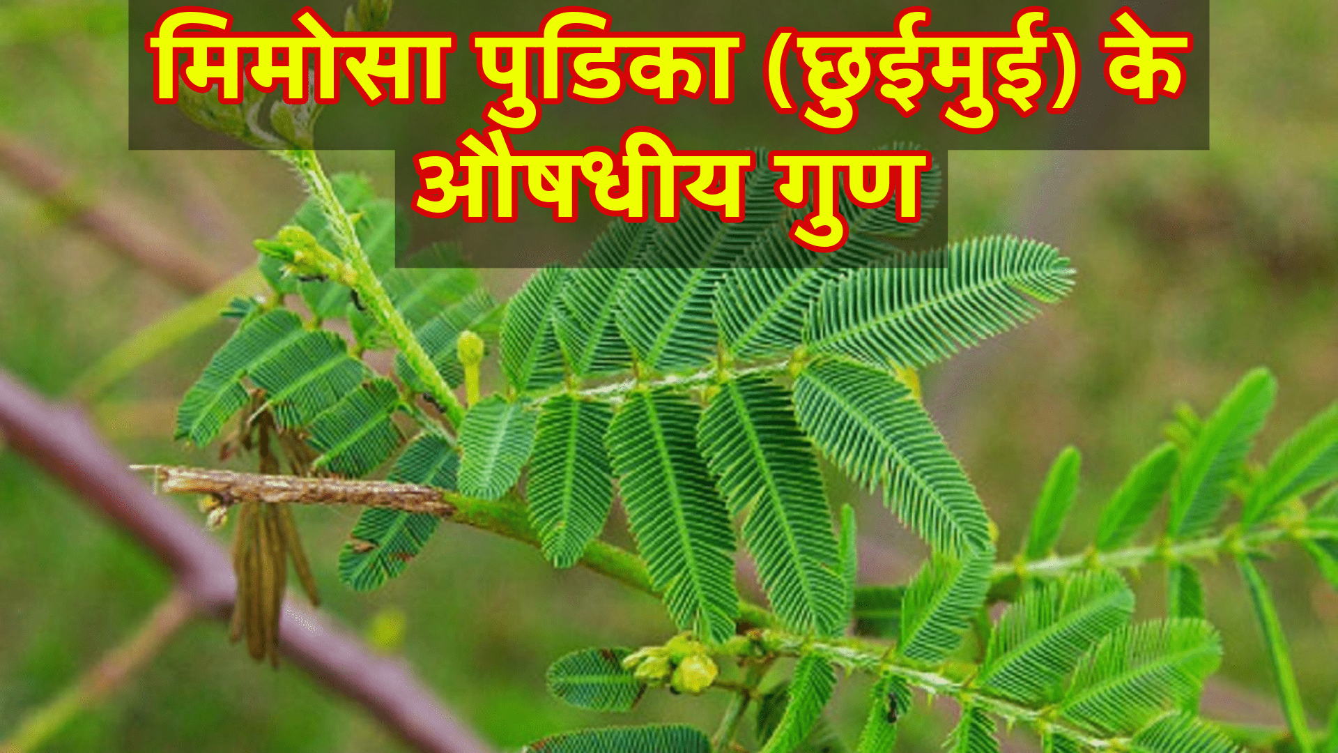 मिमोसा पुडिका (छुईमुई) के औषधीय गुण